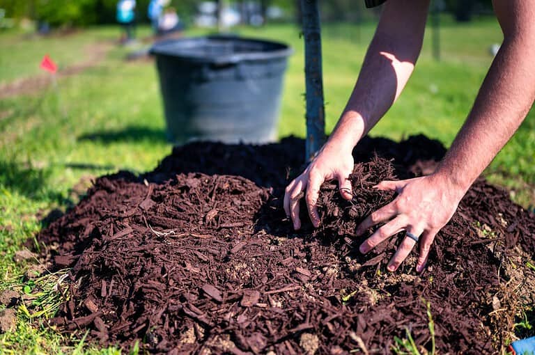 Hands spreading mulch with wood pellets around a tree, rich brown mulch covering soil, outdoor gardening scene