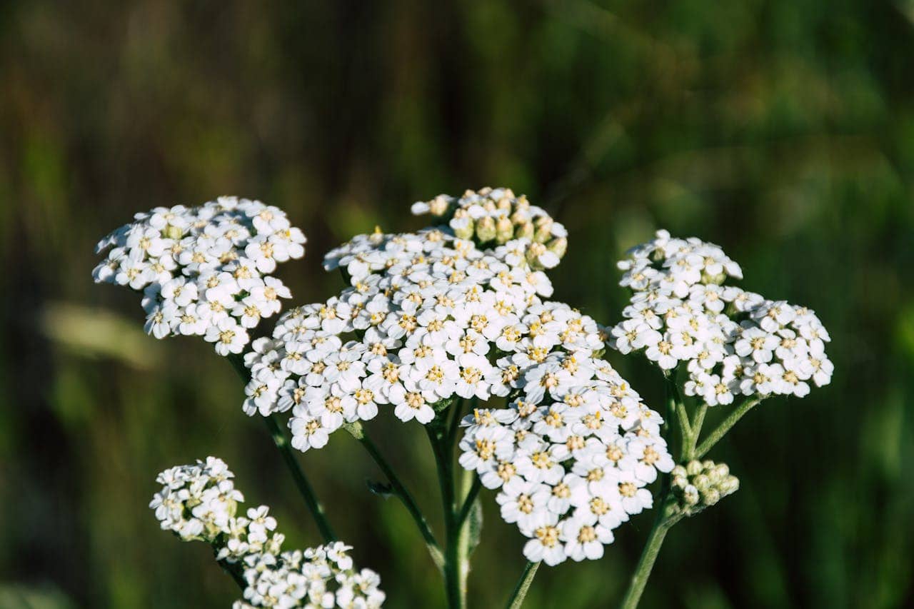Cluster of white yarrow flowers, yellow centers, green leaves, blurred background