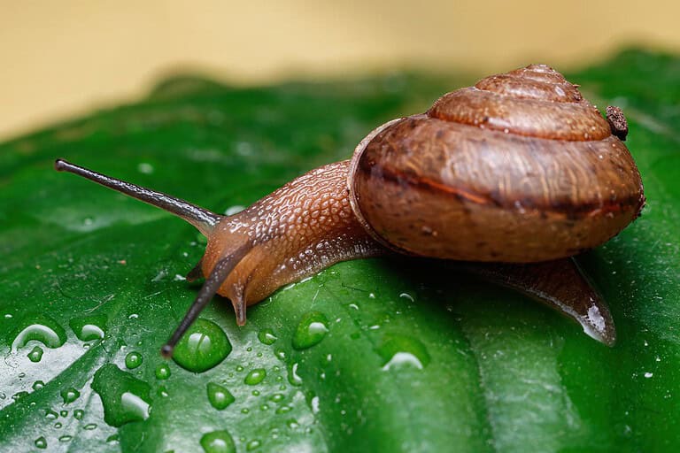 Brown snail with a spiral shell, wet green leaf, water droplets scattered, natural garden scene