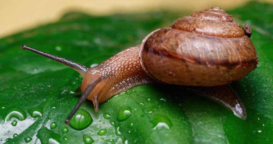 Brown snail with a spiral shell, wet green leaf, water droplets scattered, natural garden scene
