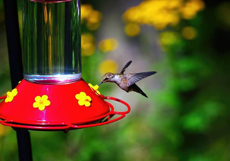 Hummingbird feeding on a red flower-shaped nectar feeder, hovering mid-air, vibrant green background with yellow flowers, clear water in the feeder