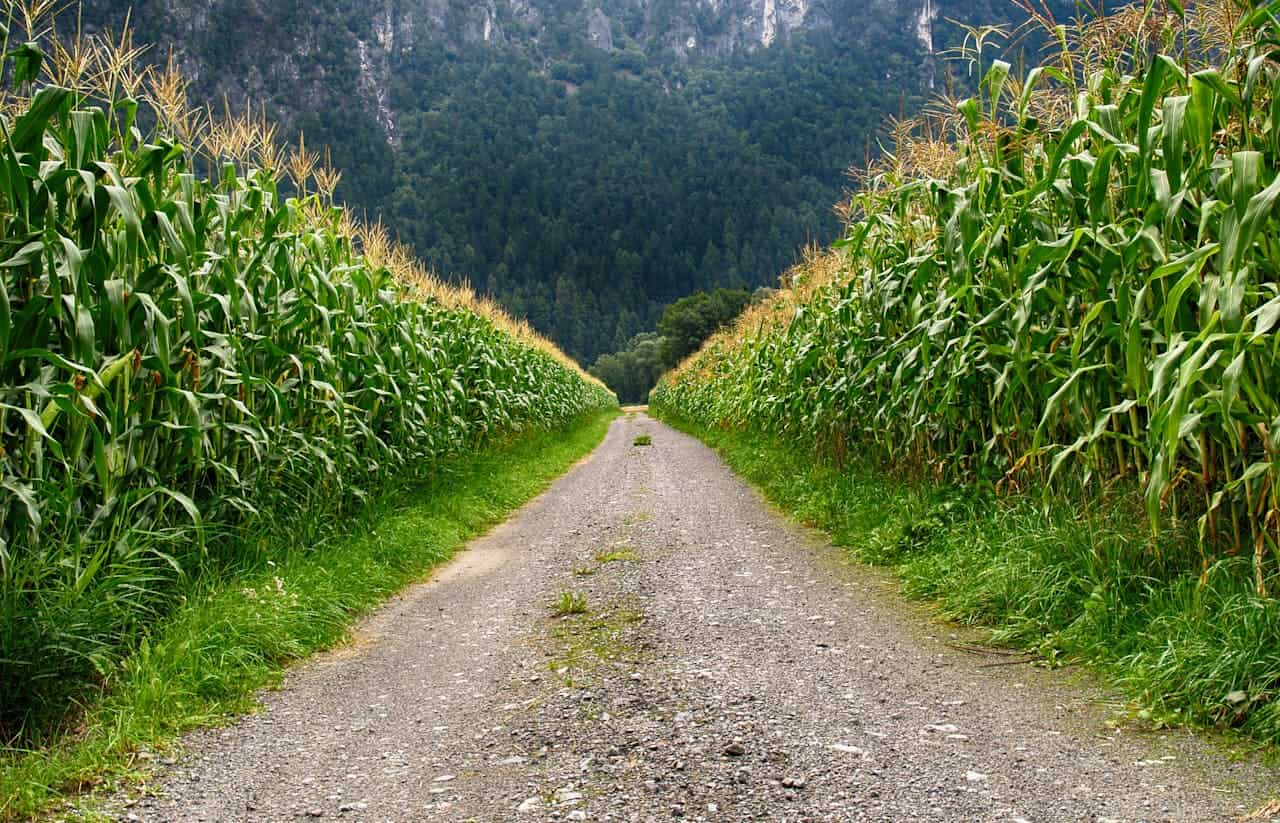 Gravel road stretching between tall corn fields, with forested mountain slope rising in background beneath cloudy sky
