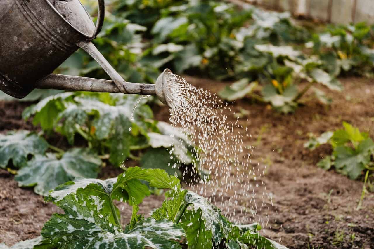Metal watering can pours water over green leafy plants growing in a garden with soil and blurred background foliage