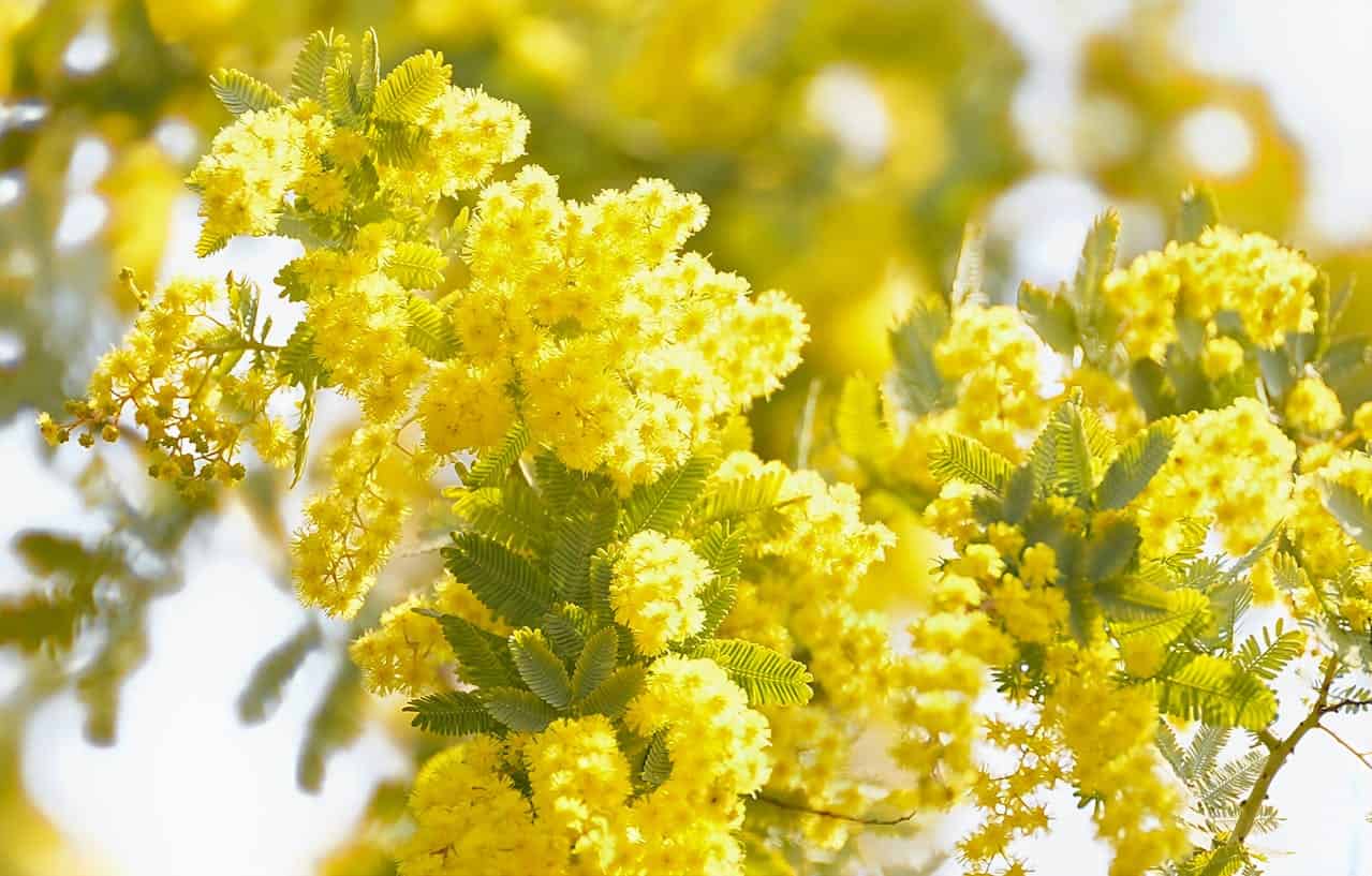 Yellow acacia flowers blooming, close-up of bright yellow blossoms, green leaves surrounding the flowers, soft background, fresh and vibrant flowers on a tree