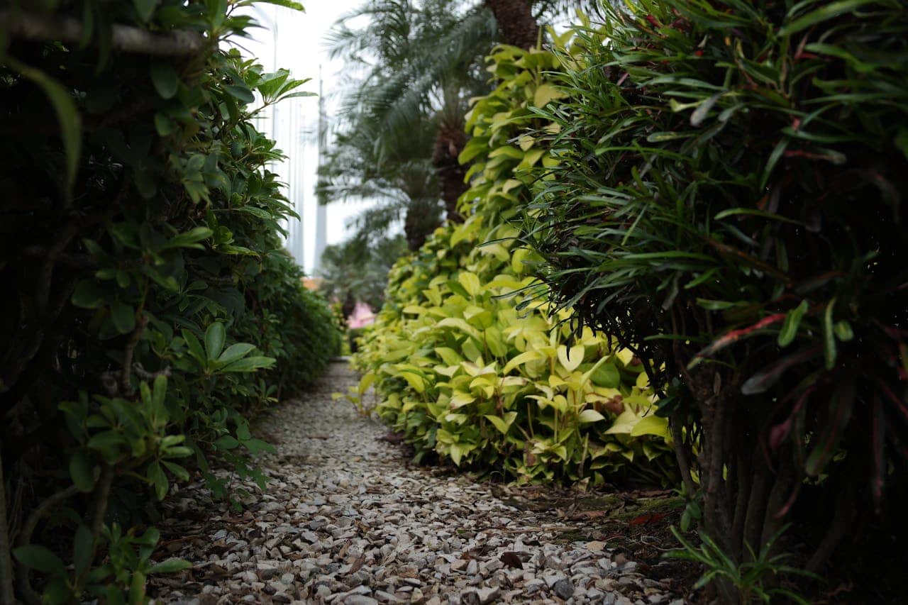A gravel path surrounded by neatly trimmed green shrubs and plants, with trees in the background