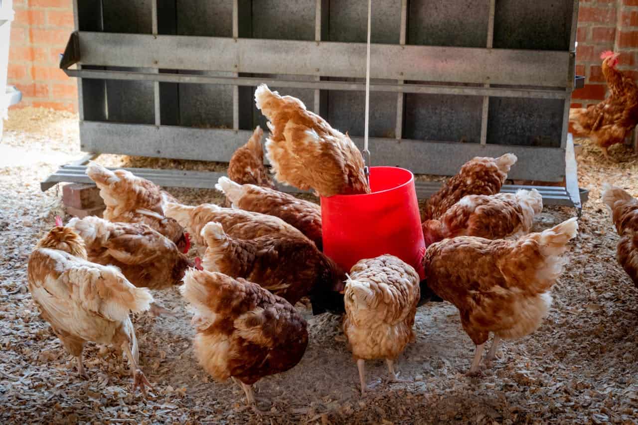 Chickens feeding from a red bucket, poultry farm setting, hens eating, chickens in a barn, birds pecking from a feeding container