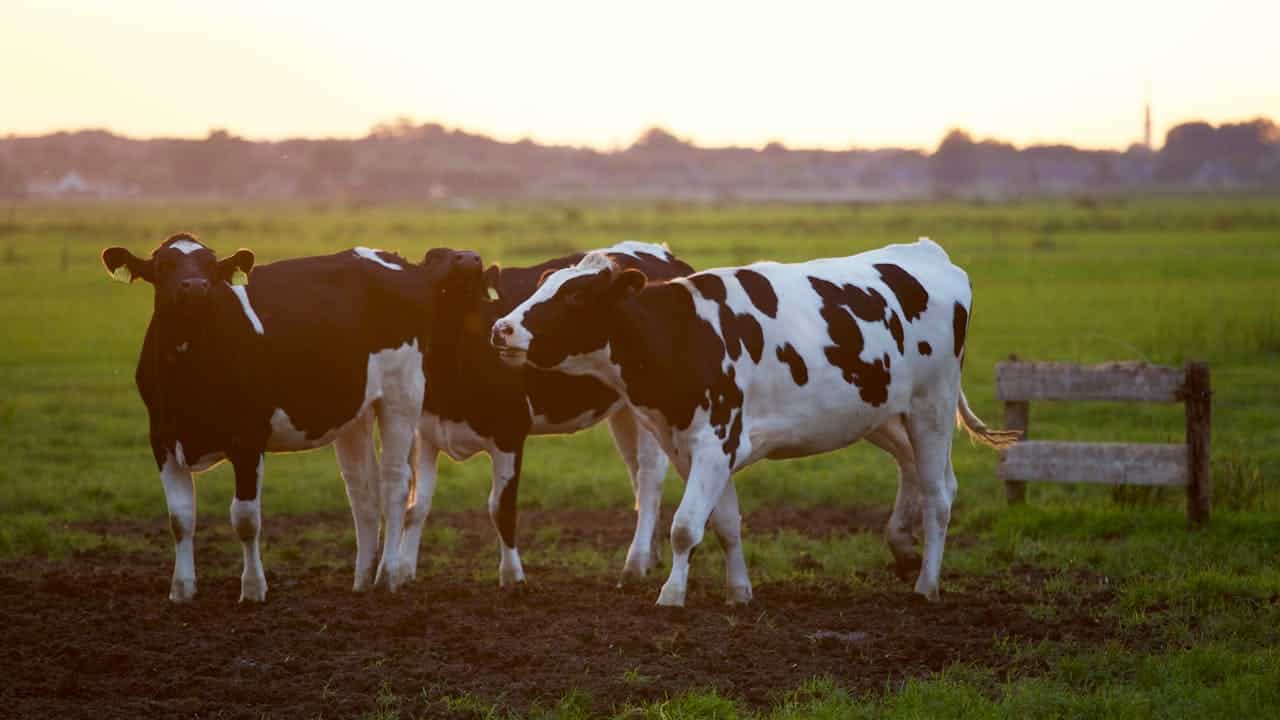 Three black-and-white cows grazing on a grassy field, farm animals in a pasture, cows in a rural setting, peaceful farm landscape, cows walking near a wooden fence, cows on a farm at sunset, healthy livestock