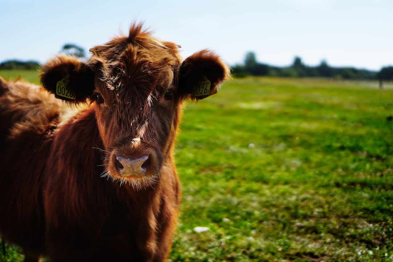  close-up of a young brown cow standing in a grassy field, looking directly at the camera, with an ear tag labeled "00269," bright green grass in the background, and a clear blue sky overhead