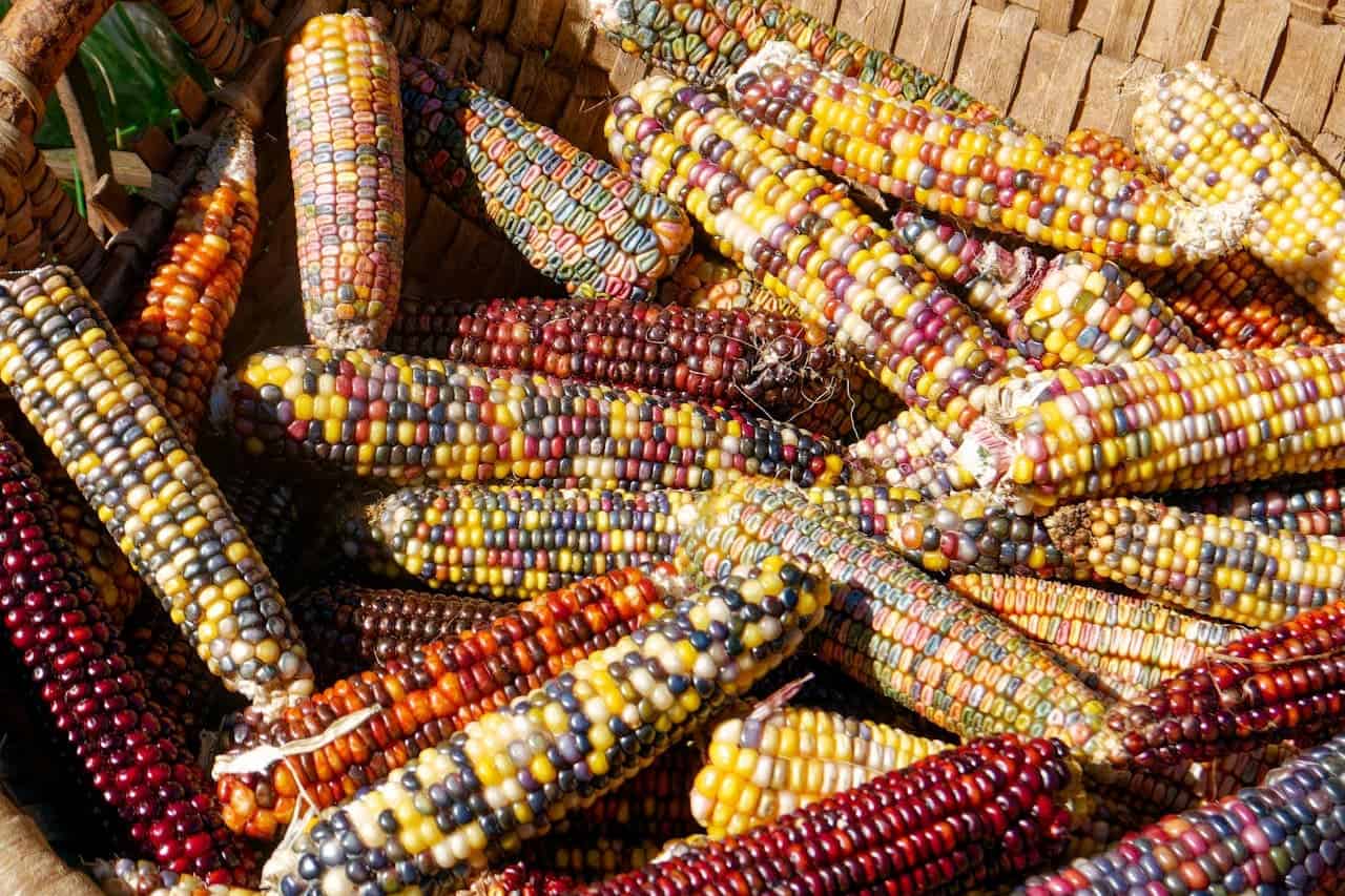 Collection of multicolored Indian corn ears with vibrant kernels in yellow, purple, red, and blue arranged in woven basket