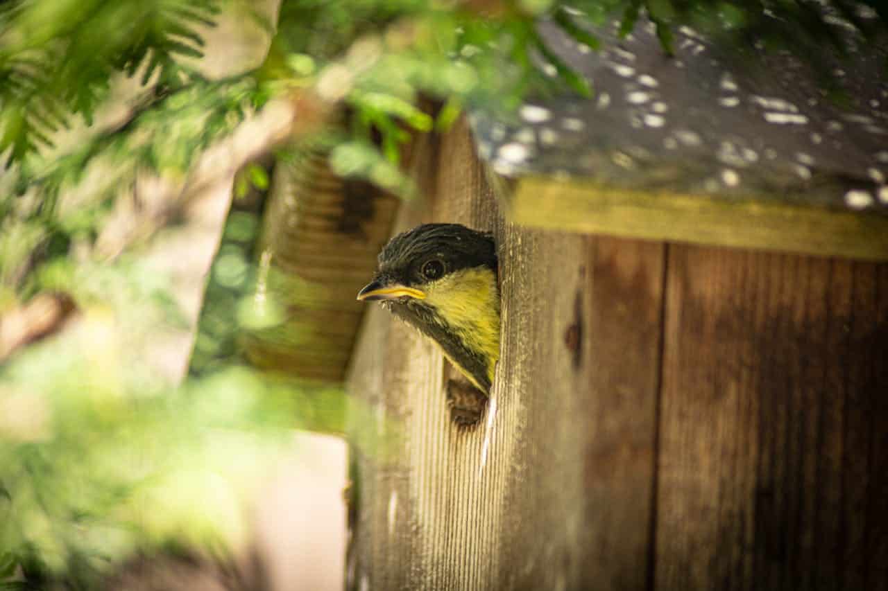 Bird peeking out of a wooden birdhouse, yellow and black bird with a small beak, perched at the entrance, partially hidden by foliage
