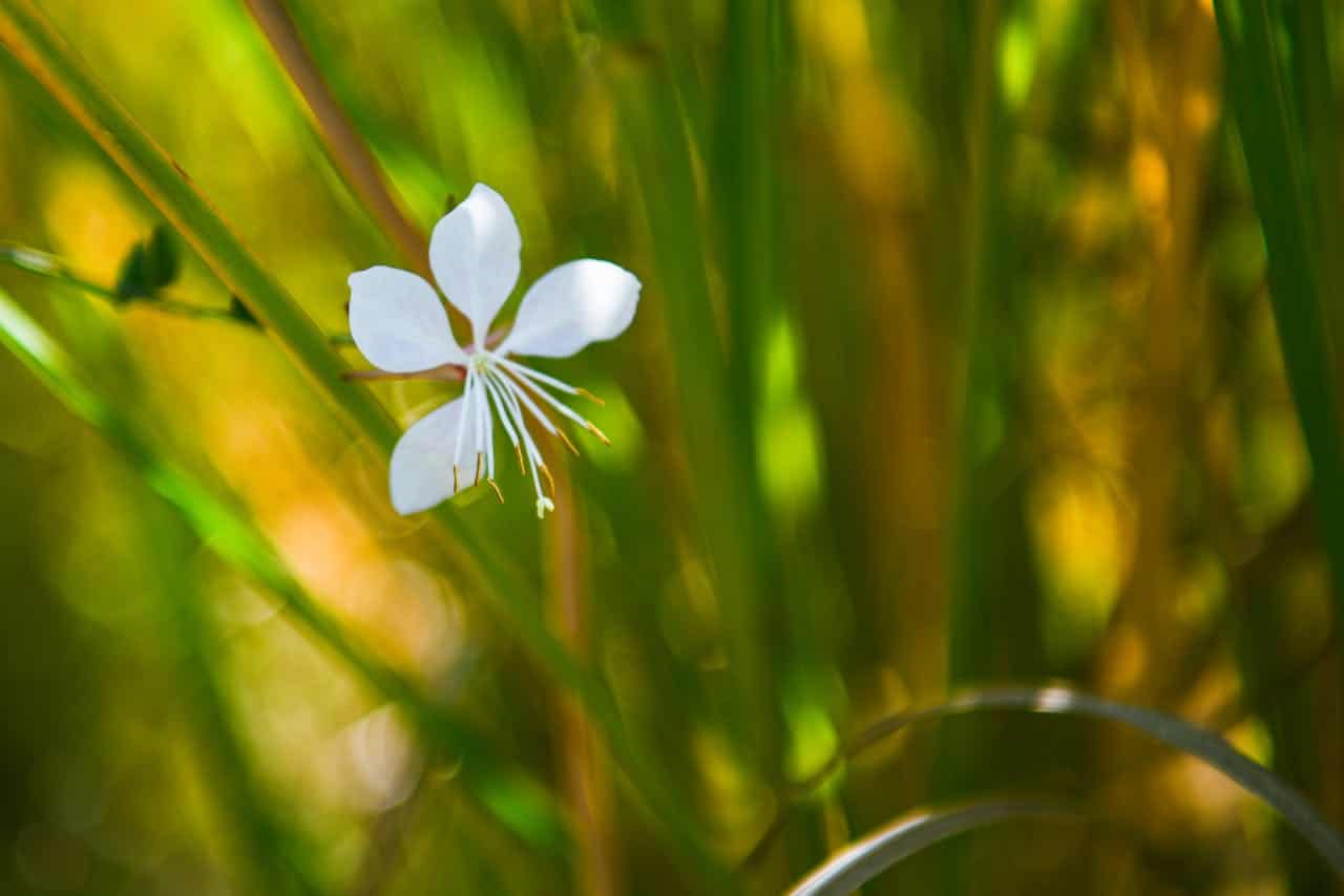 A single white flower blooming amidst green grass, delicate petals with fine stamens, bright and soft sunlight in the background