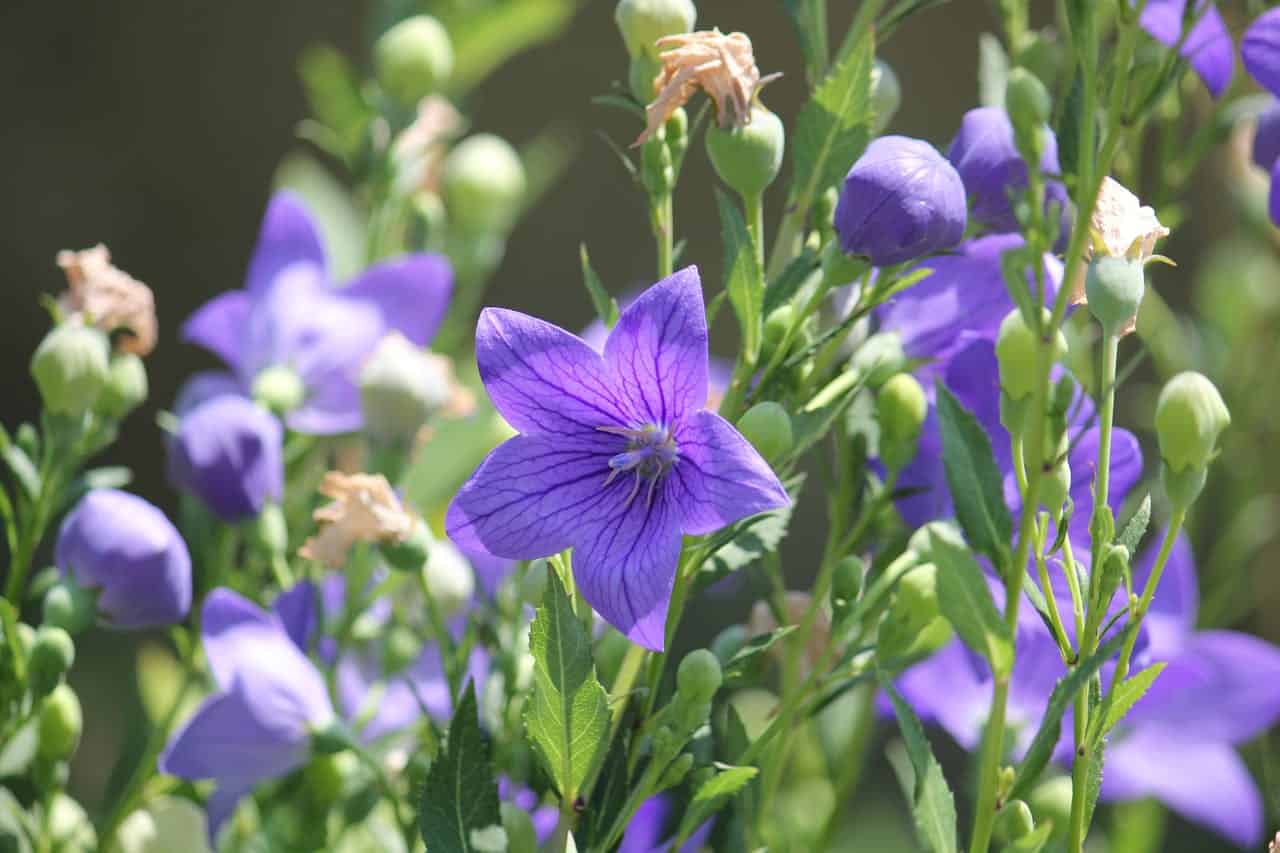 A close-up of purple balloon flowers in bloom, showcasing their star-shaped petals, green stems, and buds