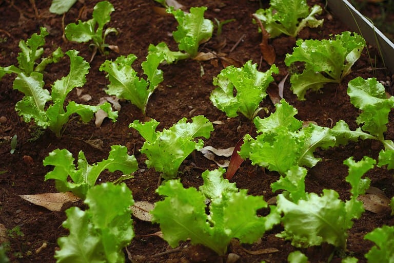 Young lettuce plants growing in rich, dark soil, vibrant green leaves, neatly arranged in rows, surrounded by fallen dry leaves, healthy organic vegetable garden, early stages of plant growth