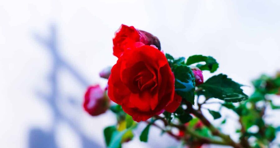 Close-up of vibrant red roses in full bloom, rich green leaves, soft-focus background, natural sunlight highlighting delicate petals, romantic and elegant floral scene