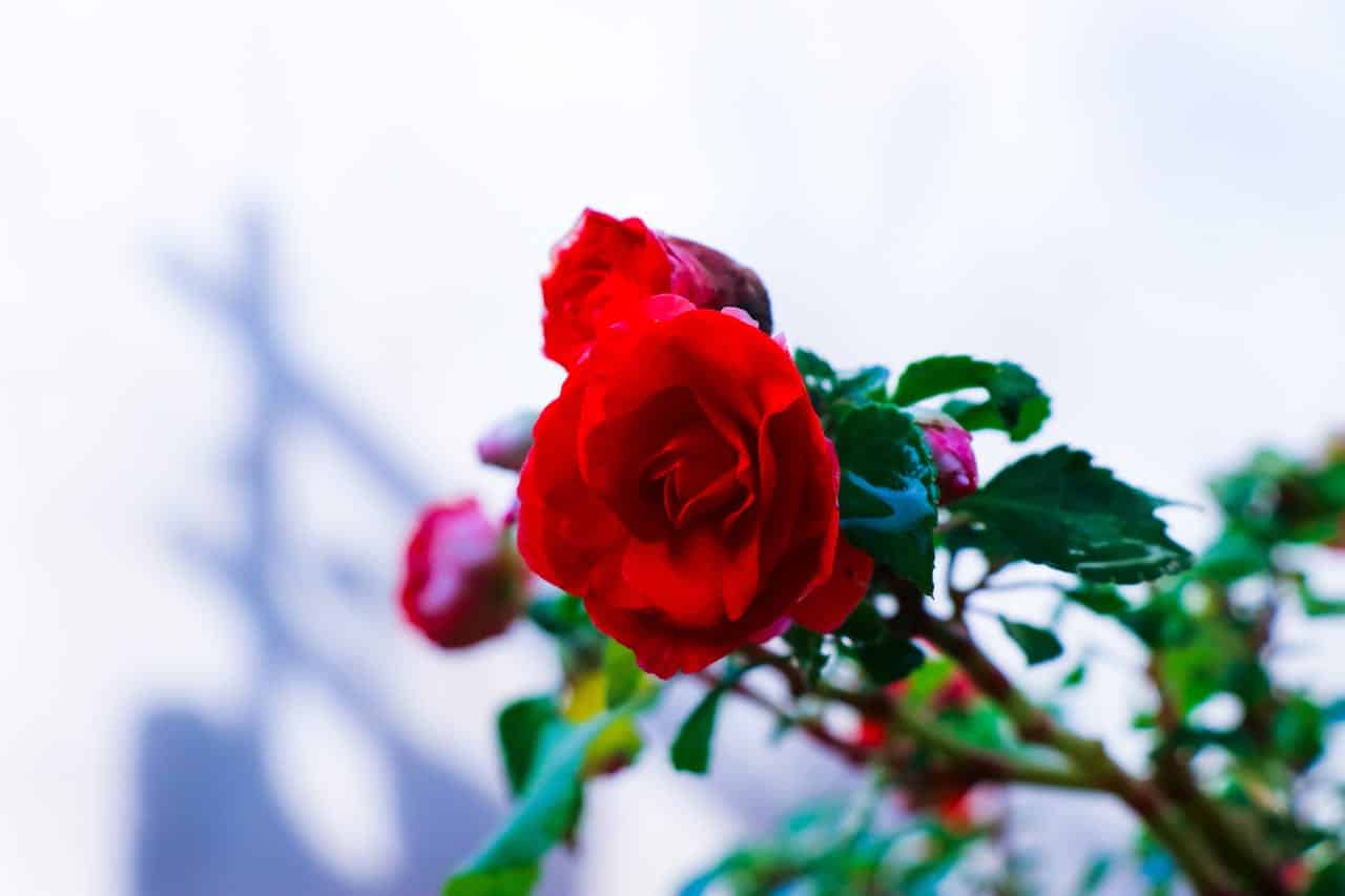 Close-up of vibrant red roses in full bloom, rich green leaves, soft-focus background, natural sunlight highlighting delicate petals, romantic and elegant floral scene