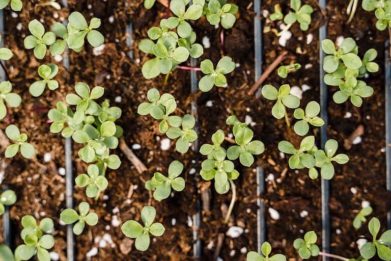 Young green seedlings sprouting, planted in rich soil, arranged in trays, early growth stage, healthy leaves, small white particles in soil, organized rows