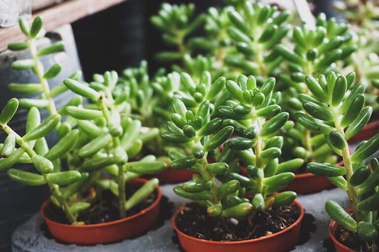 Small green succulent plants with plump, cylindrical leaves, potted in reddish-brown plastic containers, placed closely together on a surface, with blurred pots and shelves in the background