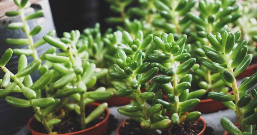 Small green succulent plants with plump, cylindrical leaves, potted in reddish-brown plastic containers, placed closely together on a surface, with blurred pots and shelves in the background