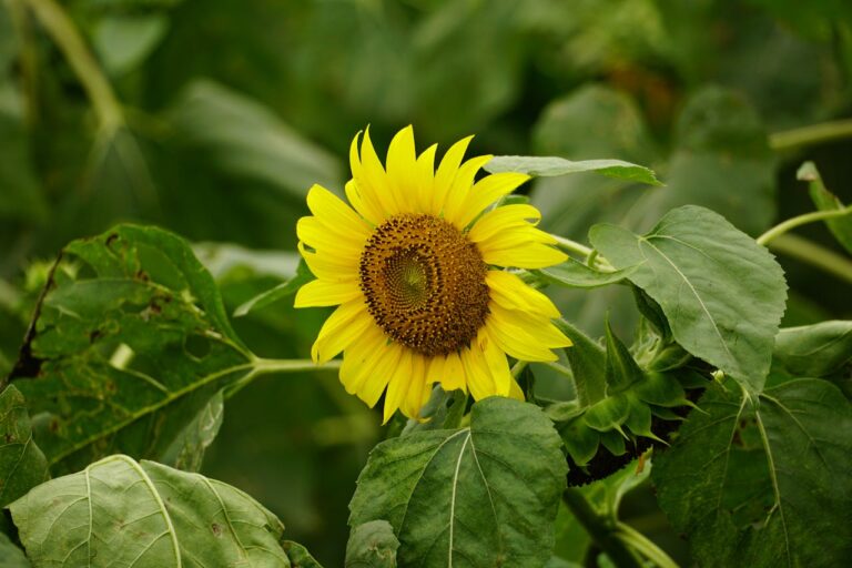 Bright yellow sunflower, large round center, surrounded by green leaves, some leaves showing signs of wear, natural garden setting, slightly tilted bloom, vibrant and healthy appearance