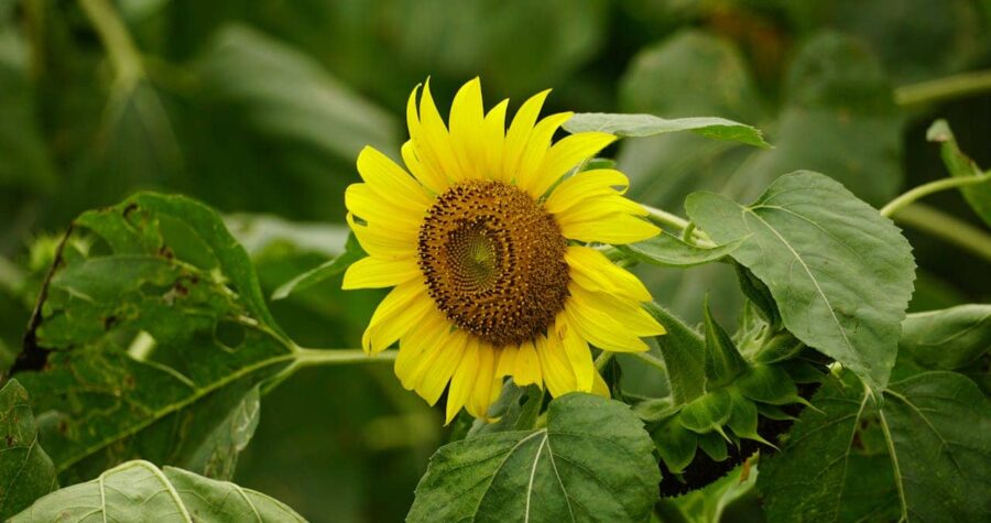 Bright yellow sunflower, large round center, surrounded by green leaves, some leaves showing signs of wear, natural garden setting, slightly tilted bloom, vibrant and healthy appearance