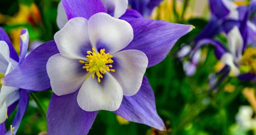 Close-up of a vibrant purple and white columbine flower, delicate petals with a gradient from deep violet to soft white, surrounded by green foliage, a garden scene filled with colorful blooms
