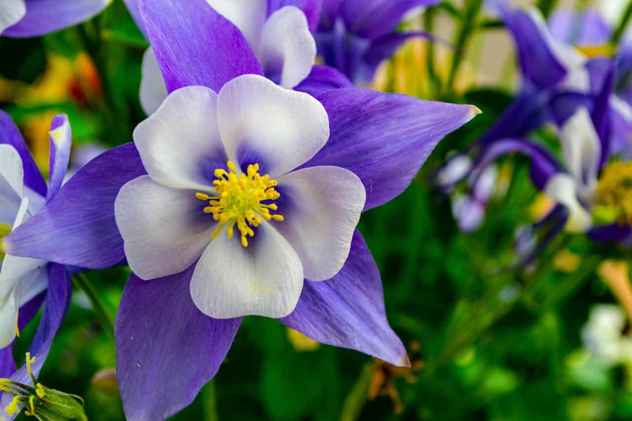 Close-up of a vibrant purple and white columbine flower, delicate petals with a gradient from deep violet to soft white, surrounded by green foliage, a garden scene filled with colorful blooms