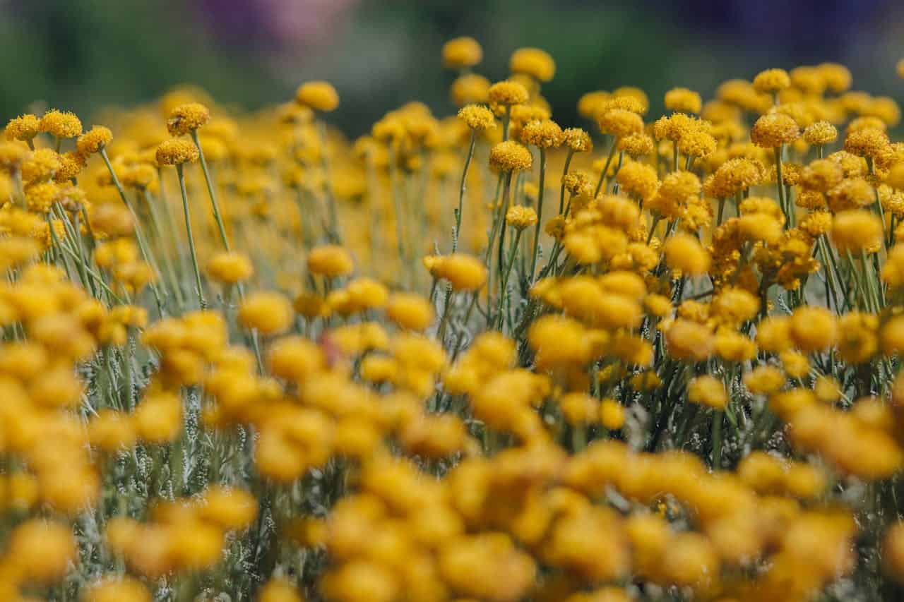 A vast field of yellow wildflowers, delicate round blooms, tall slender stems, blurred background, soft natural lighting