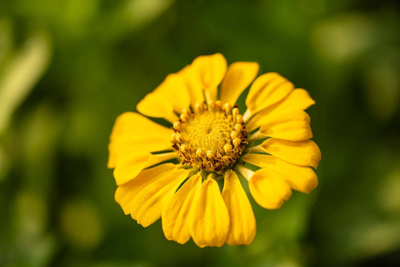 A vibrant yellow zinnia flower in full bloom, delicate petals slightly curled, intricate central disk with tiny florets, soft green blurred background, close-up macro shot, natural sunlight enhancing details
