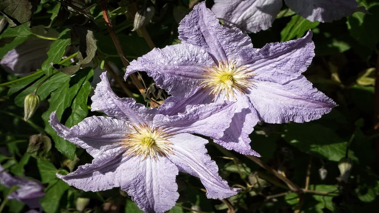 Two Clematis 'Blue Angel' flowers with yellow centers in full bloom against green foliage background in sunlight