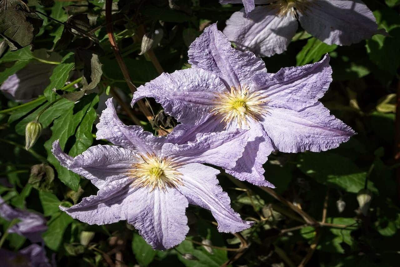 Two Clematis 'Blue Angel' flowers with yellow centers in full bloom against green foliage background in sunlight