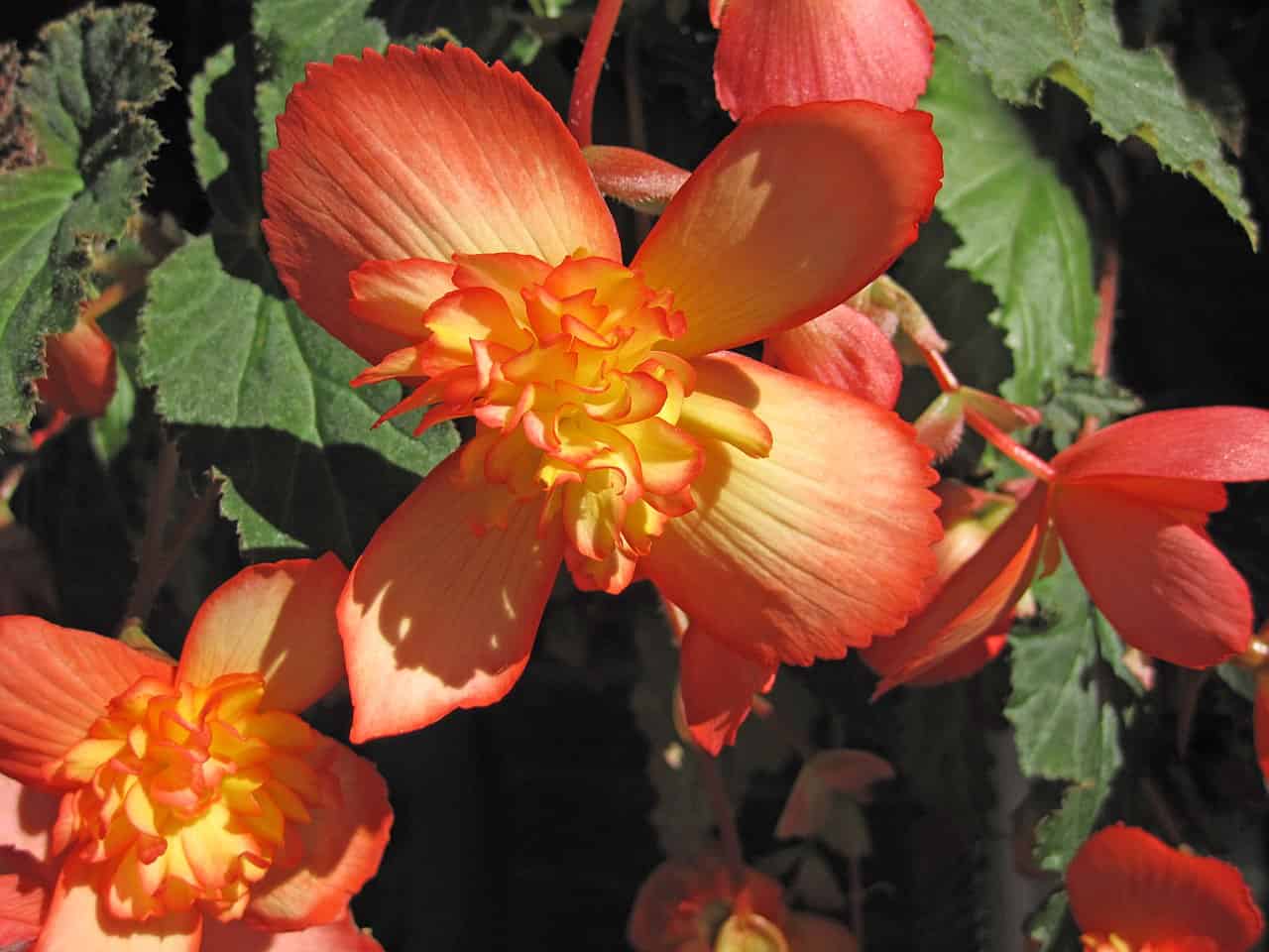 A close-up of vibrant orange and yellow begonia flowers, the petals curling gently at the edges, with soft layers of bloom, surrounded by dark green leaves, showcasing the intricate and colorful beauty of the flower