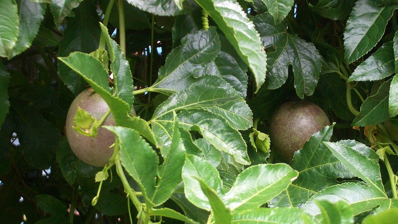 Ripening passion fruits hanging among dense green leaves and curling tendrils, capturing a close-up view of fruit development on a thriving vine in a tropical garden setting