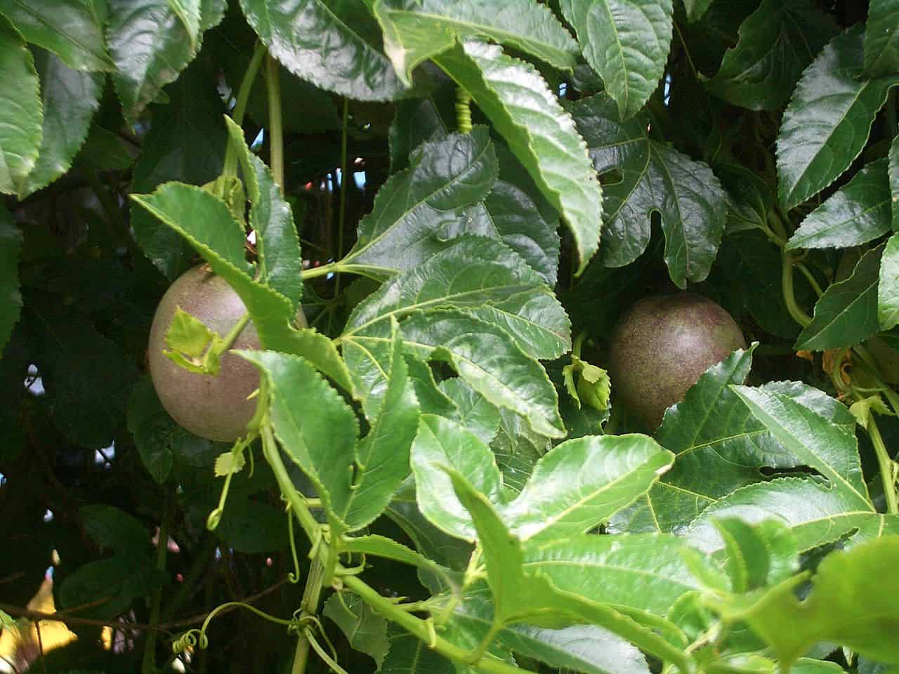 Ripening passion fruits hanging among dense green leaves and curling tendrils, capturing a close-up view of fruit development on a thriving vine in a tropical garden setting