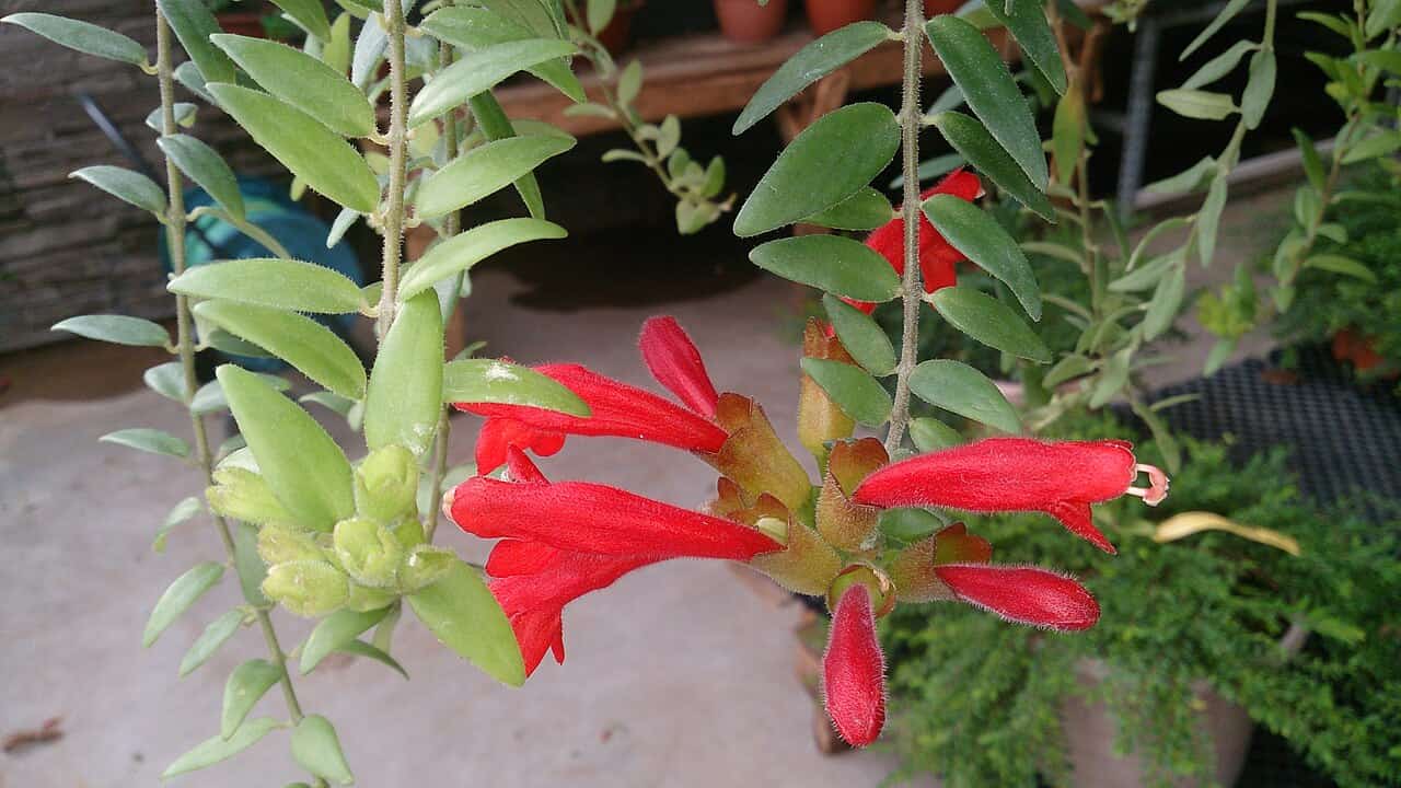 Lipstick plant with tubular bright red flowers emerging from green stems with oval leaves in garden setting