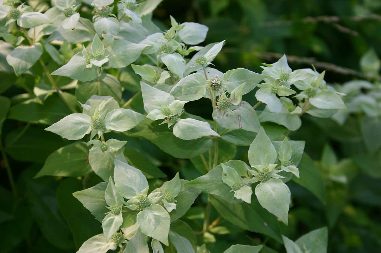 Cluster of pale green and white bracts surrounding small flower buds on a leafy mountain mint plant, growing densely in natural sunlight, used in pollinator gardens, herb gardens, or wildflower habitats
