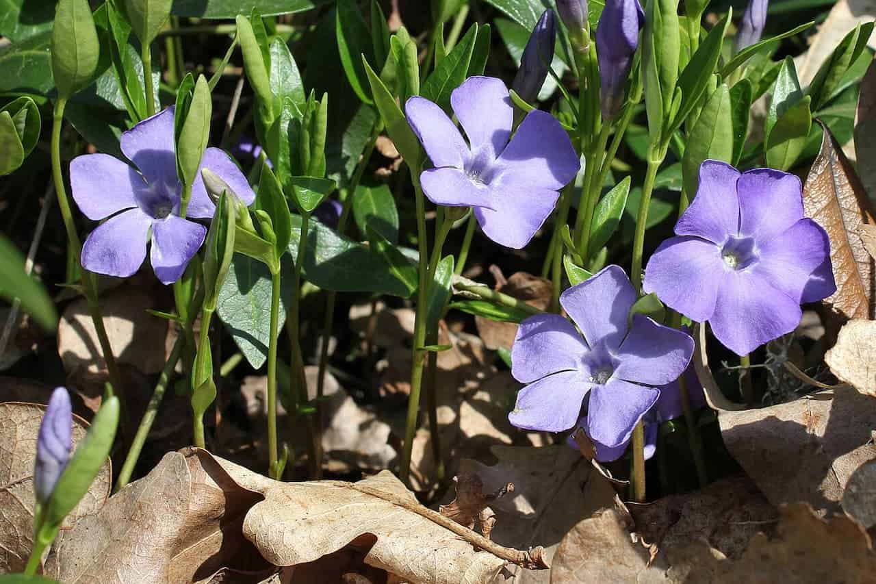 Four light purple periwinkle flowers blooming among green stems and leaves, with brown dried leaves on the ground below
