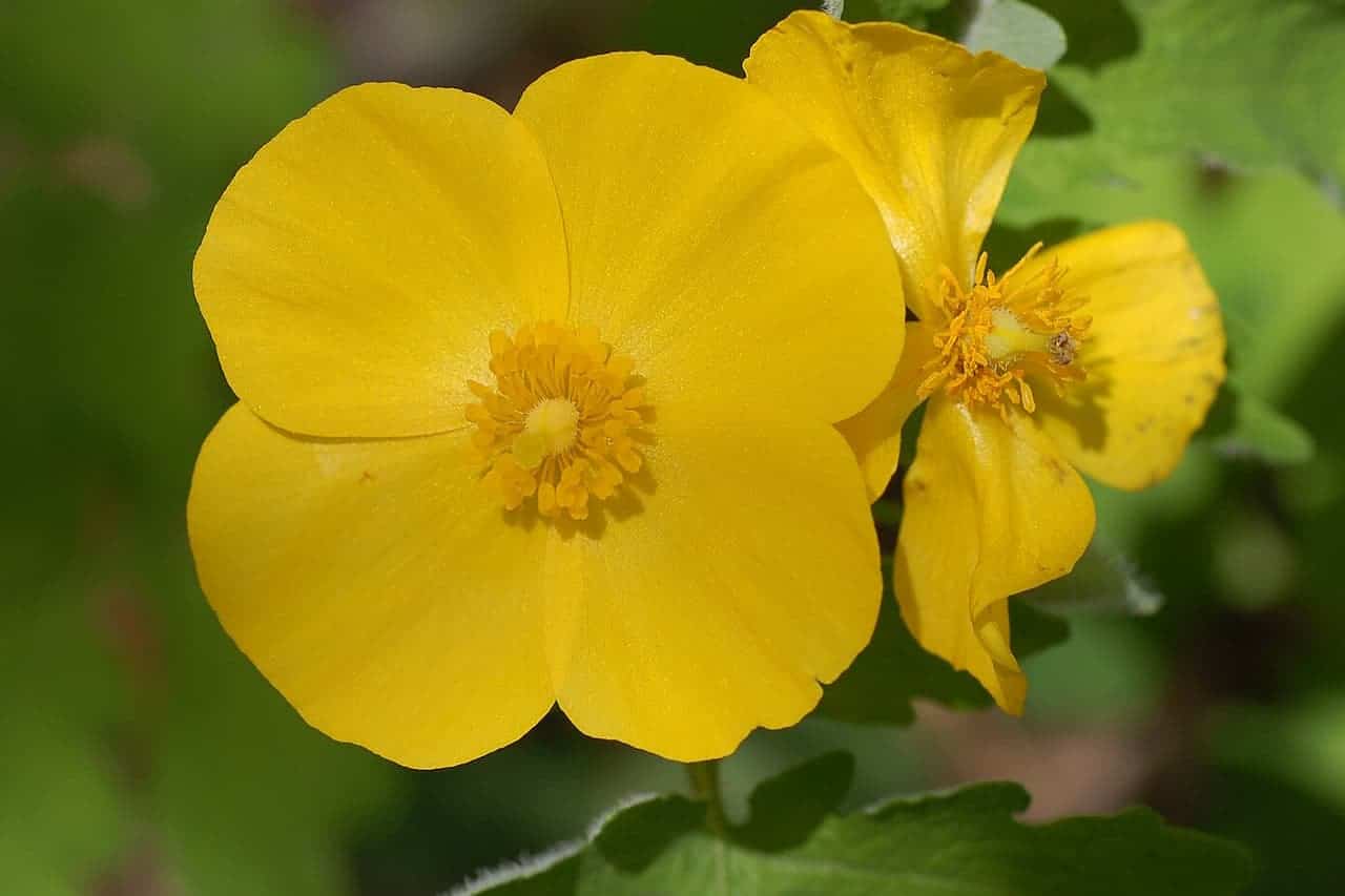 Close-up of bright yellow Celandine Poppy flowers with glossy petals and circular yellow centers against blurred green foliage background