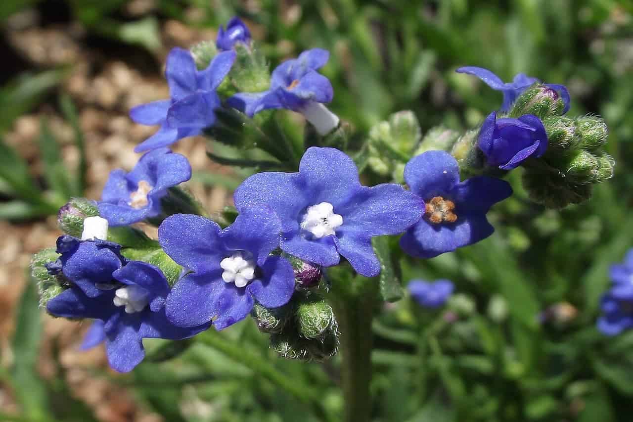 Anchusa flowers with white centers growing on a fuzzy green stem against a blurred green background