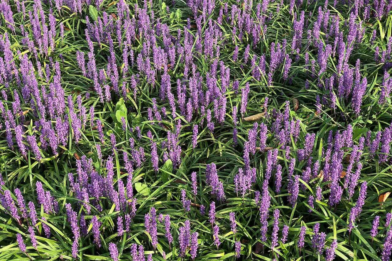 Field of slender purple liriope flowers rising from dense green grassy foliage, creating a carpet of vertical lavender blooms