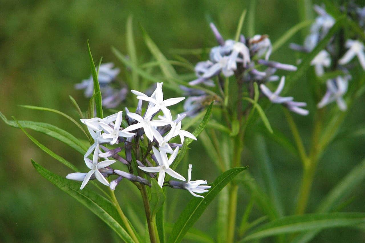 Arkansas Blue Star flowers in clustered groups growing on slender stems with narrow green leaves against blurred background