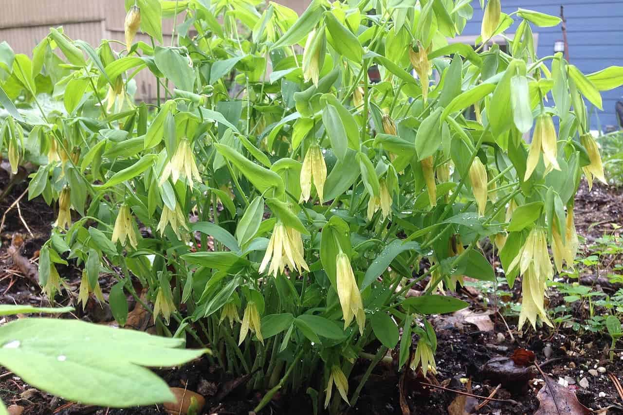 Cluster of yellow bellwort flowers with drooping petals surrounded by bright green leaves growing in moist, shaded garden soil