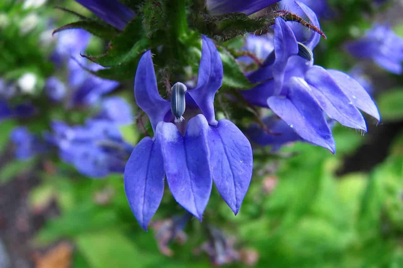 Close-up of vibrant purple lobelia flowers with pointed petals growing on hairy stems against blurred green foliage