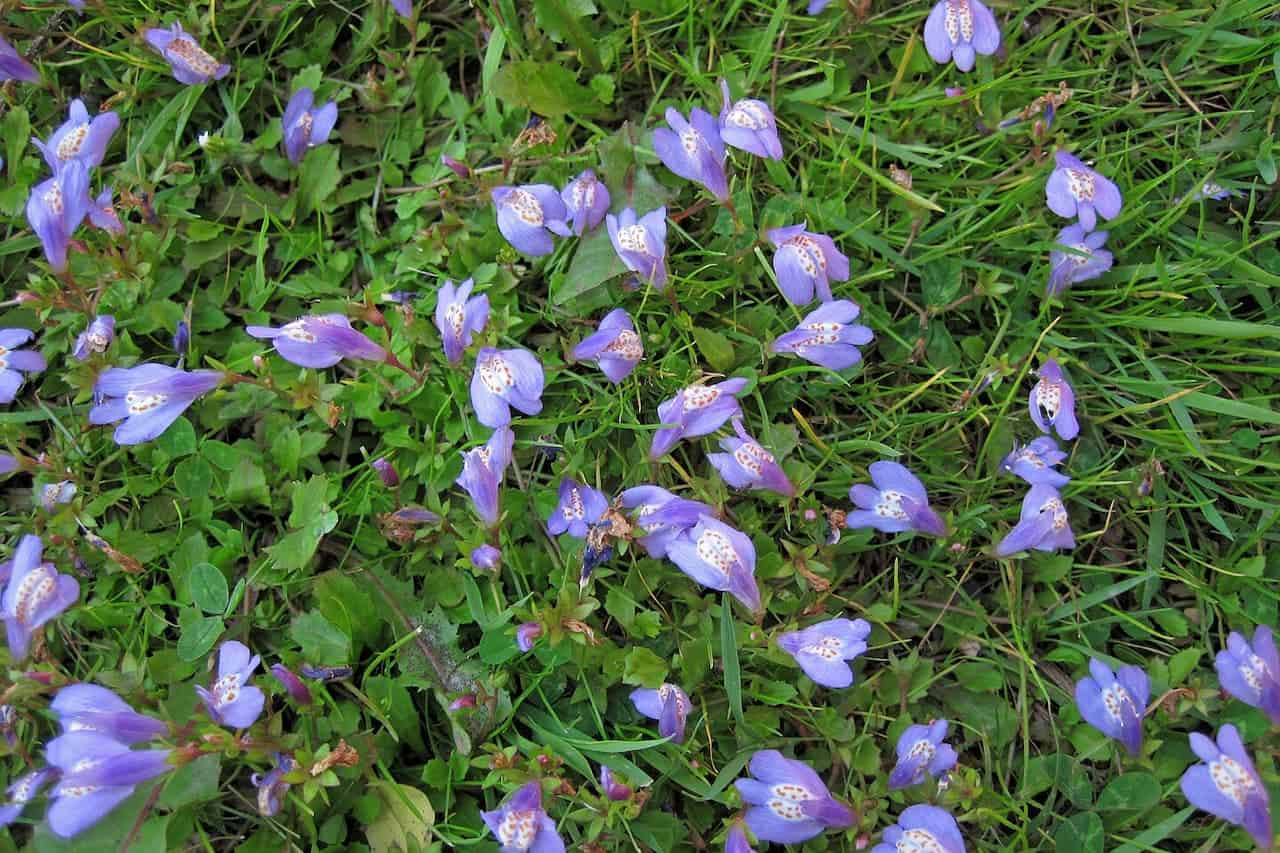 Small purple-blue Mazus flowers with cream-colored stamens scattered across green lawn grass and ground cover plants