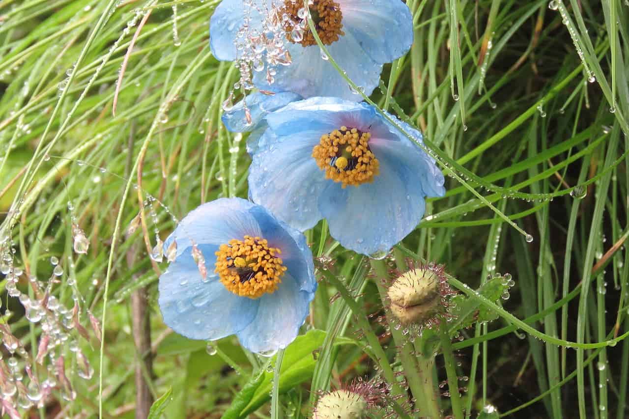 Three delicate Himalayan blue poppies with yellow centers glisten with raindrops, surrounded by slender, wet green grass and unopened buds