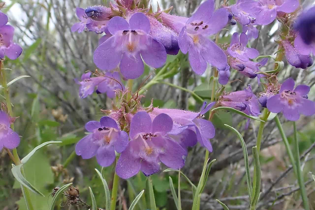 Purple penstemon flowers with delicate tubular blooms and visible stamens growing on slender stems against blurred natural background