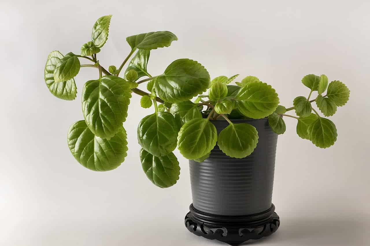 Swedish Ivy (Plectranthus verticillatus) plant with rounded leaves growing in a dark gray ribbed pot, placed on an ornate black plant stand