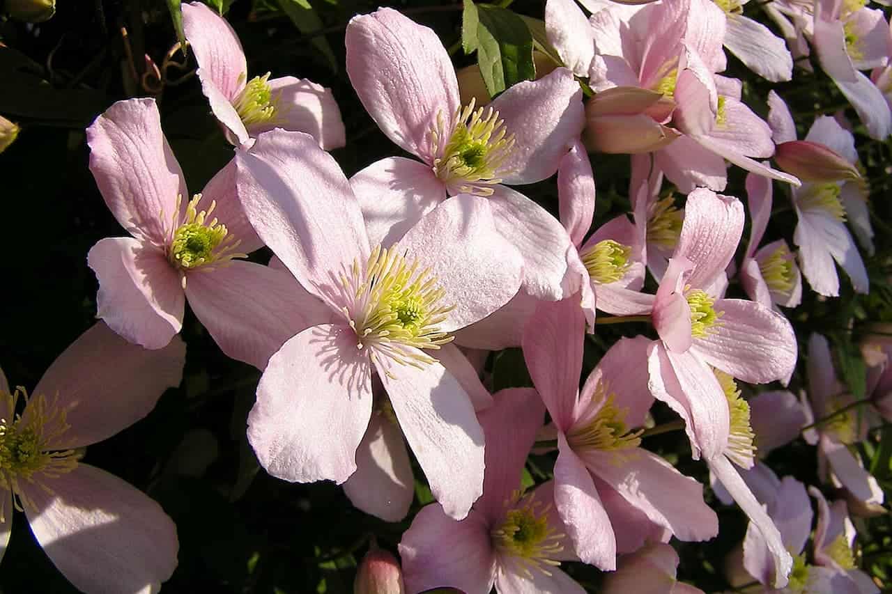 Pale pink clematis flowers with prominent yellow stamens blooming in sunlight against dark green foliage background