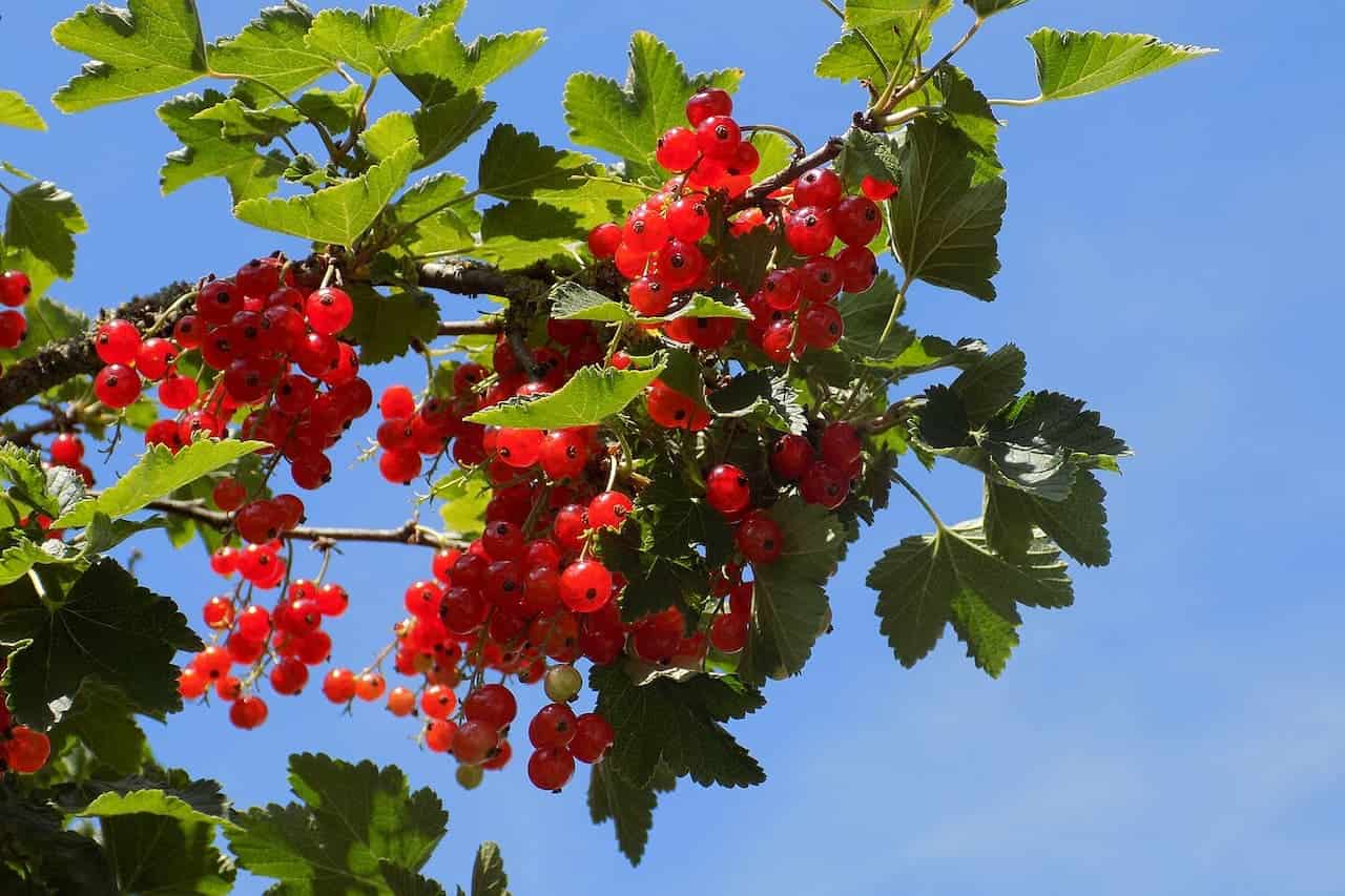 Red currant berries growing on bush with bright green leaves against clear blue sky background