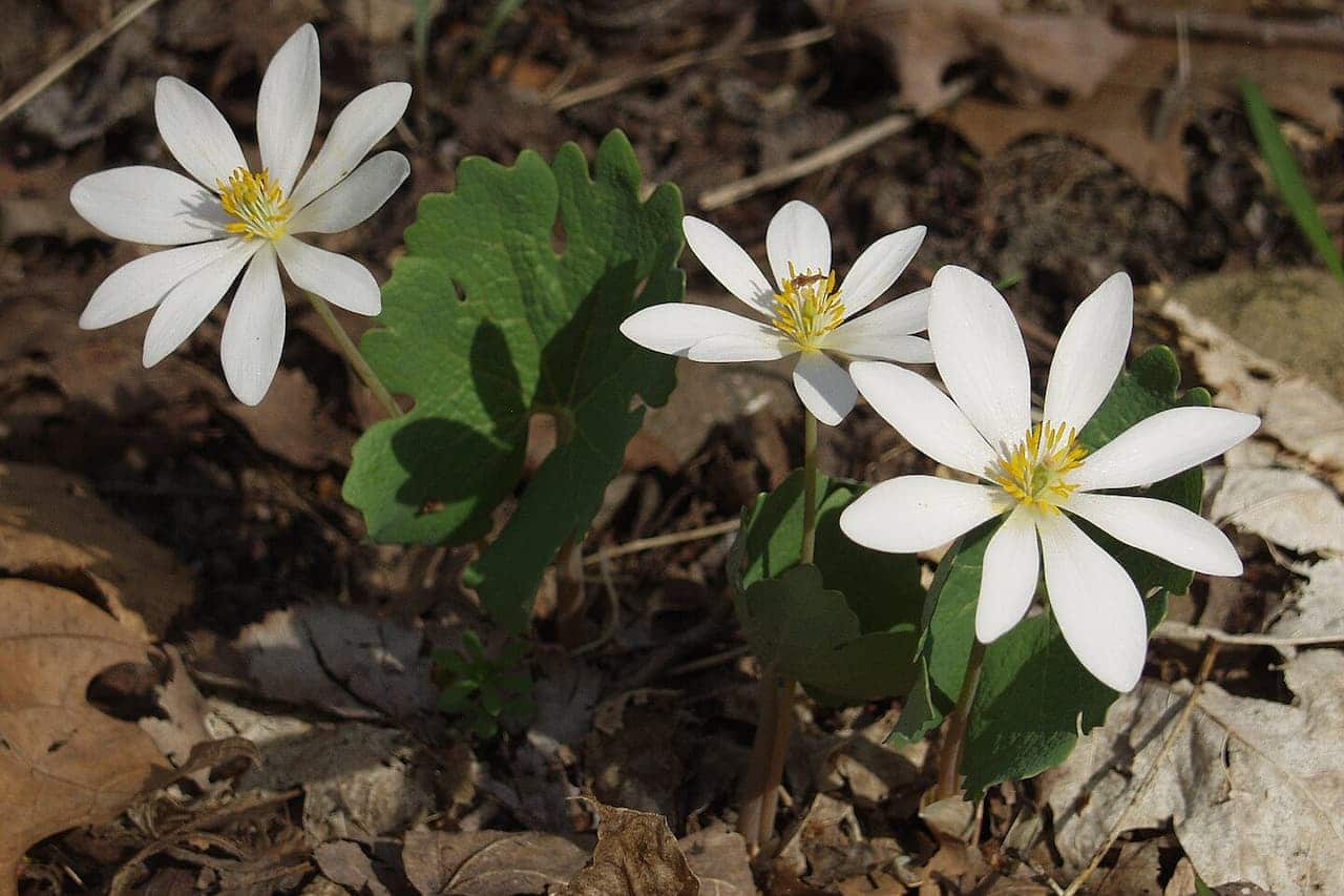 Three white bloodroot wildflowers with yellow centers growing among green lobed leaves on forest floor covered with brown leaves
