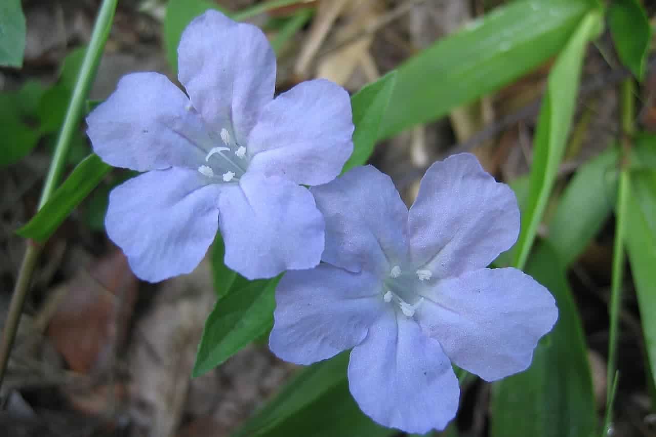 Close-up of two Wild Petunias flowers with five petals each, showing white centers against green leaves and forest floor